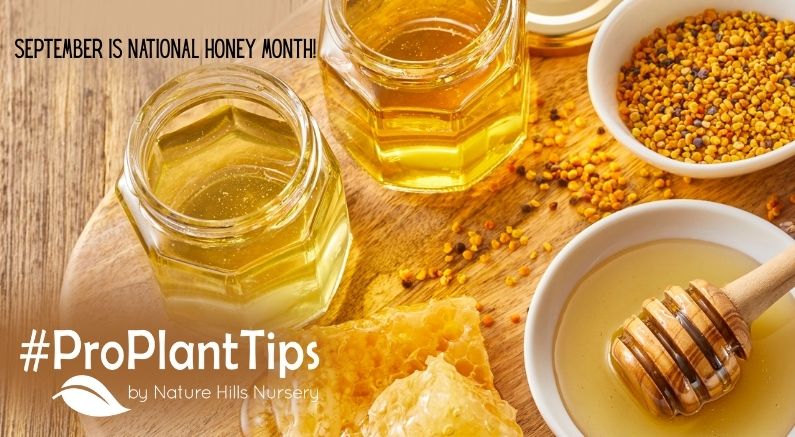 Top 10 Plants For Bees To Make Honey
