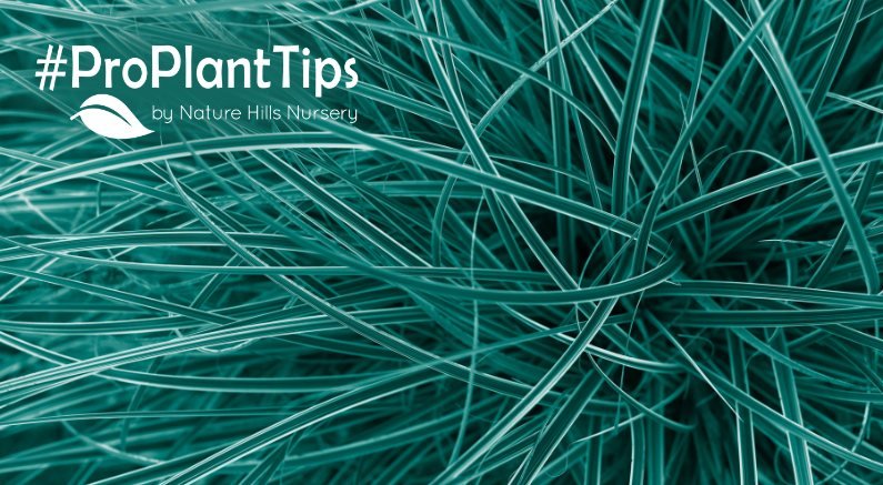 Care for and shop sedge grass at nature hills