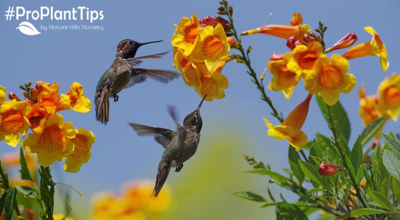 Top 5 Plants to Attract Hummingbirds to Your Yard - Nature Hills Nursery