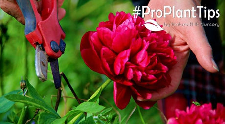 Top 5 Plants You Need in Your Summer Cut Flower Garden! - Nature Hills Nursery