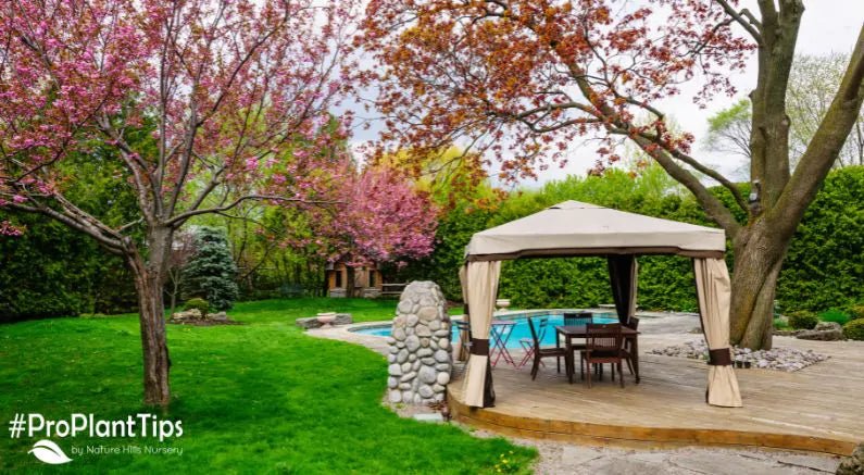 Top 5 Trees to Make Your Neighbors Jealous! - Nature Hills Nursery