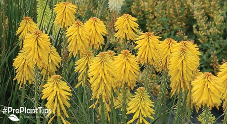 Unique Perennials To Set Your Landscape Apart! - Nature Hills Nursery