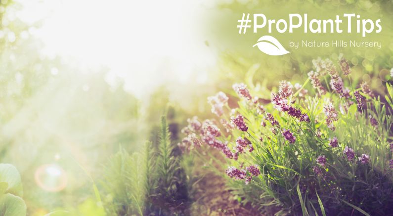 all about summer dormancy at nature hills