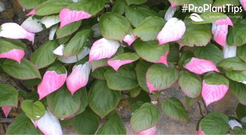 Variegated Plants You Need In Your Garden! - Nature Hills Nursery