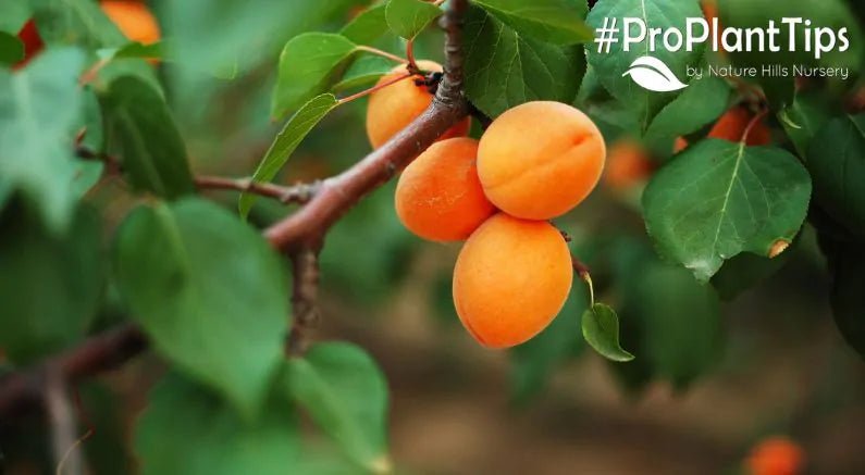What Fruit Trees to Plant for a July Harvest! - Nature Hills Nursery