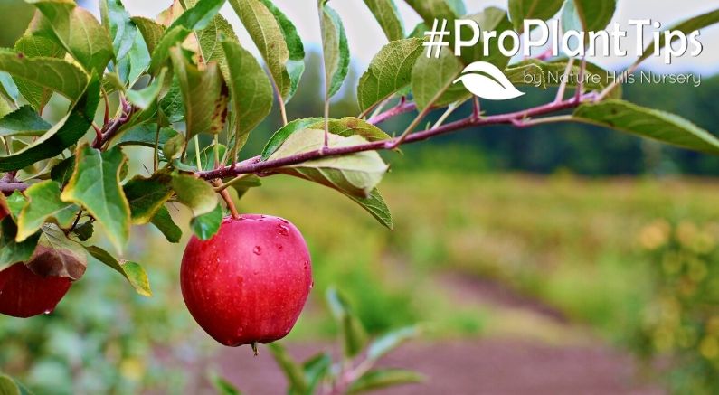 What Fruit Trees to Plant for a June Harvest! - Nature Hills Nursery