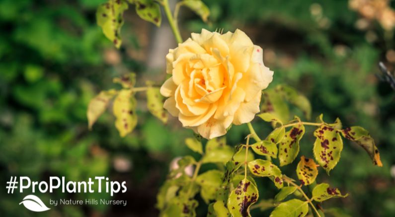 What Is & Isn't Black Spot Disease (& What to do if It Is!) - Nature Hills Nursery