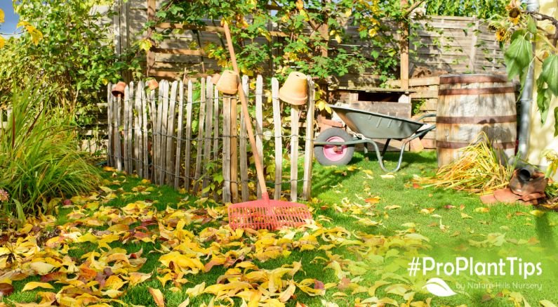 What to Plant for September Blooms! - Nature Hills Nursery
