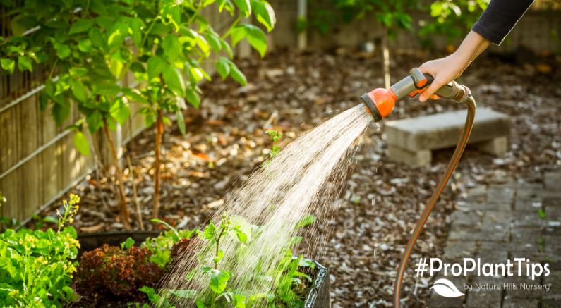 When is the best time of day to water plants? - Nature Hills Nursery