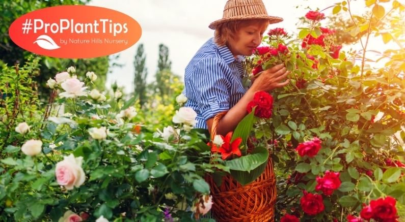 Why are Some Roses Fragrant and Others Aren't? - Nature Hills Nursery