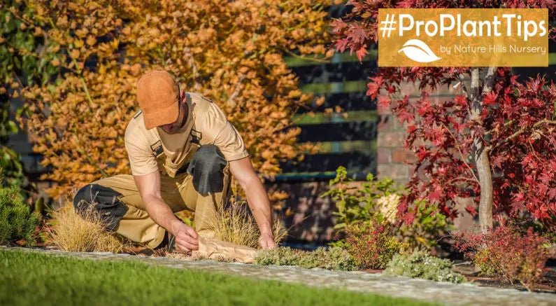 Why Fall Is the Best Season to Plant