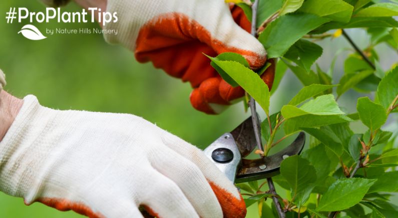 Why & How to Thin Fruit Along With A Video Tutorial! - Nature Hills Nursery