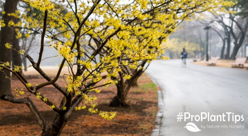 Witch Hazel- The Shrub That You Didn't Know You Needed - Nature Hills Nursery