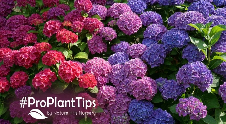You Can Change the Color of Some Hydrangeas - Nature Hills Nursery