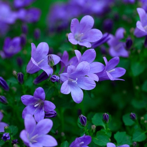 【希少】A Darden of Bell Flowers 希少】A Darden of Bell Flowers From Dog Hobble To Spring