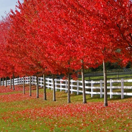 Fall Color Trees - Nature Hills Nursery