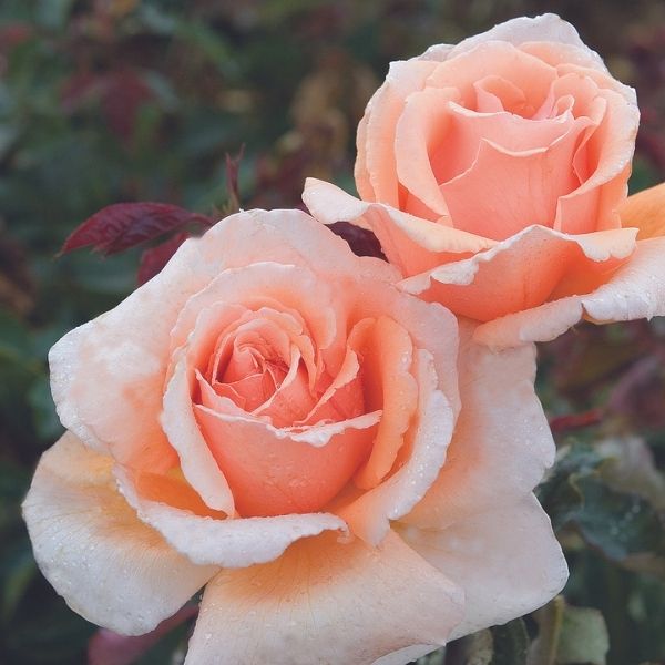 イギリス PARAGON(パラゴン) SIX WORLD FAMOUS ROSES 