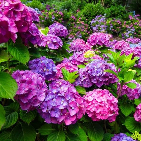 Hydrangea Shrubs - Nature Hills Nursery