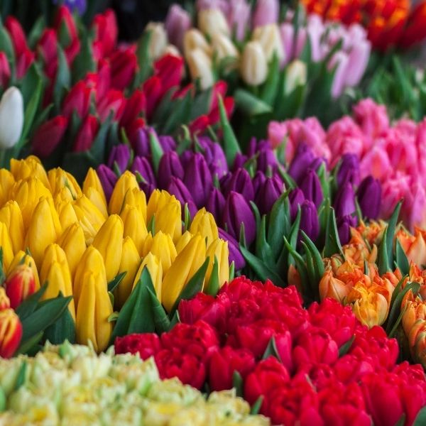 Classic Tulip Bulbs to Buy Online | Nature Hills Nursery