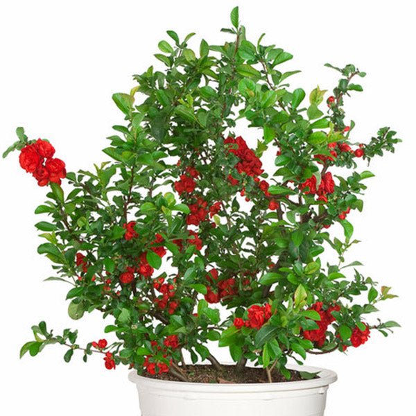 Proven Winners® Color Choice® Double Take™ Scarlet Quince