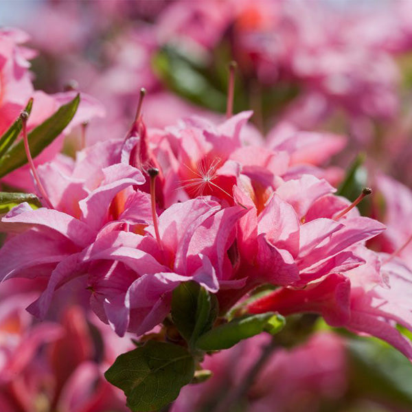 Electric Lights™ Double Pink Azalea