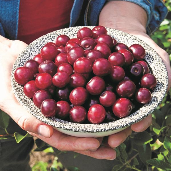 Carmine Jewel™ Dwarf Cherry