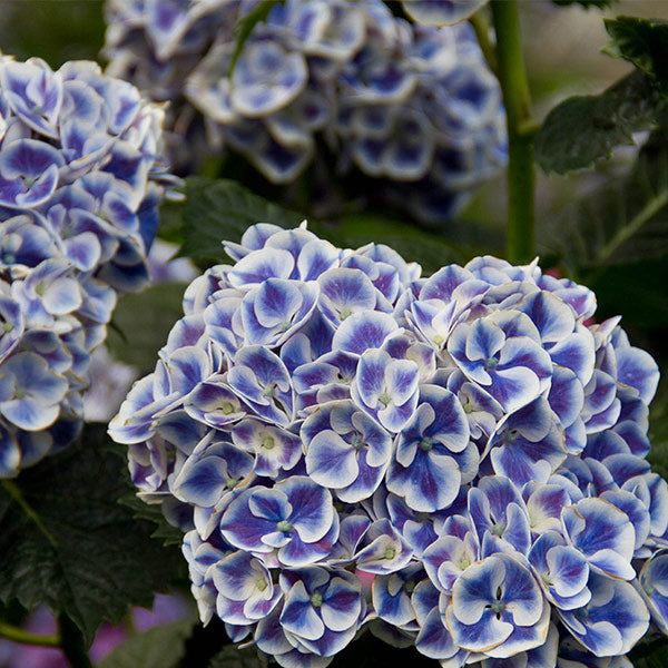 Cityline® Mars Bigleaf Hydrangea