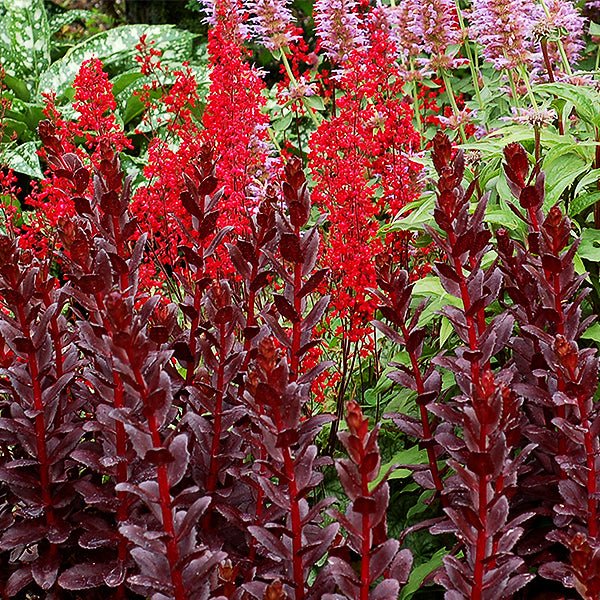 Touchdown™ Teak Sedum