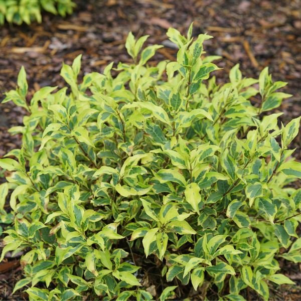 Proven Winners® Bubbly Wine® Weigela