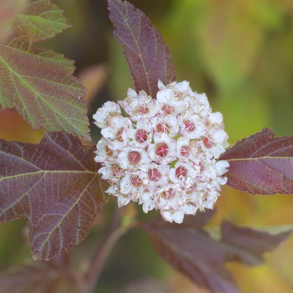 First Editions® Amber Jubilee™ Ninebark TREE FORM