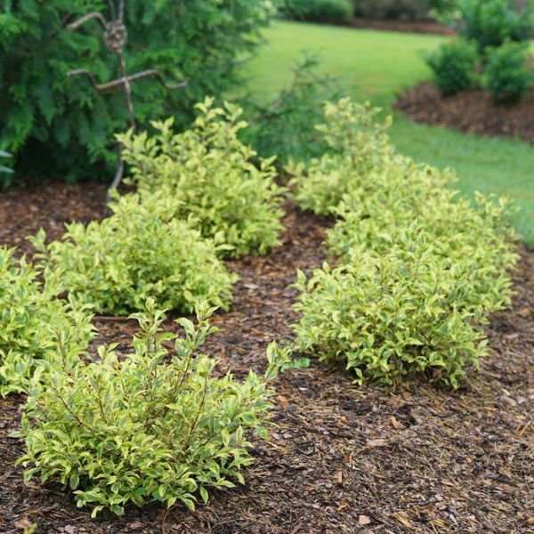 Proven Winners® Bubbly Wine® Weigela