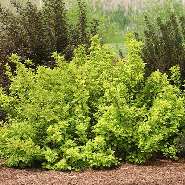 Proven Winners® Festivus Gold® Ninebark