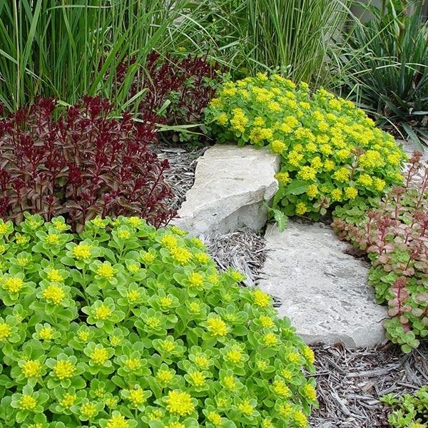 Sedum Lemon Drop