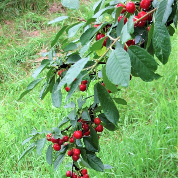 First Editions® Sweet Cherry Pie™ Cherry