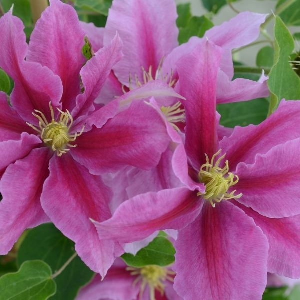 Boulevard® Vicki™ Clematis