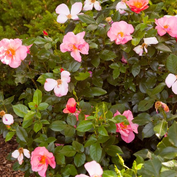 Easy Elegance® All the Rage Rose