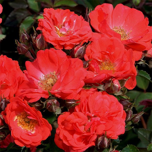 Coral Drift® Groundcover Rose