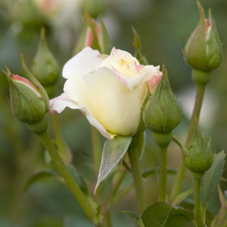 Easy Elegance® Macy's Pride™ Rose