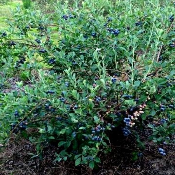 Brightwell Blueberry Bush