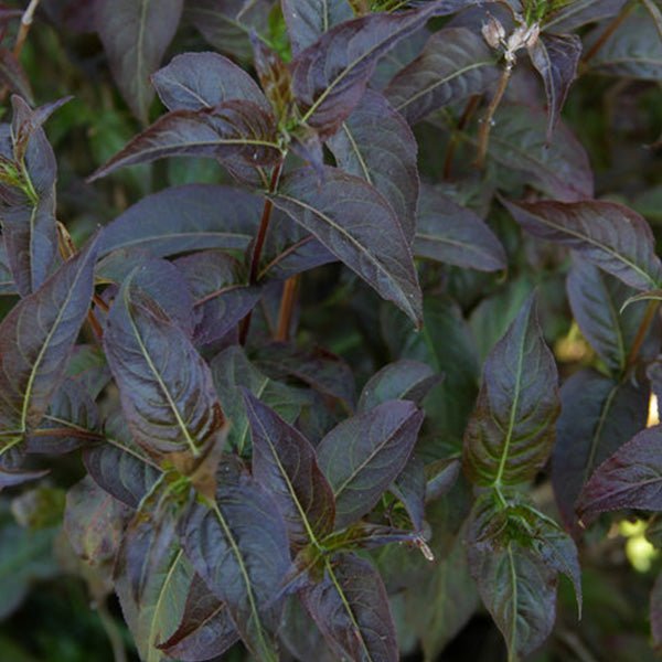 Kodiak® Black Bush Honeysuckle