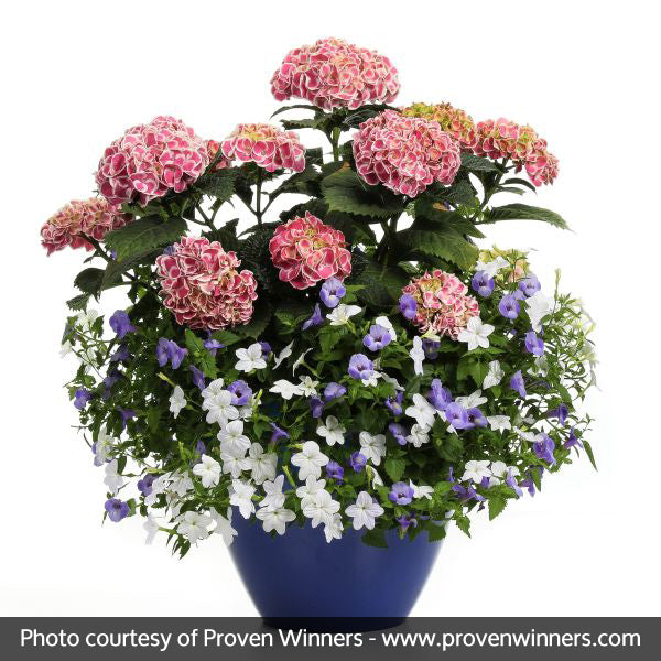 Edgy® Hearts Hydrangea