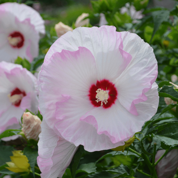 Proven Winners® Summerific® Ballet Slippers Rose of Sharon