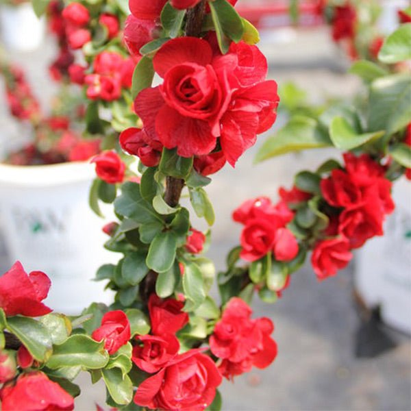 Proven Winners® Color Choice® Double Take™ Scarlet Quince