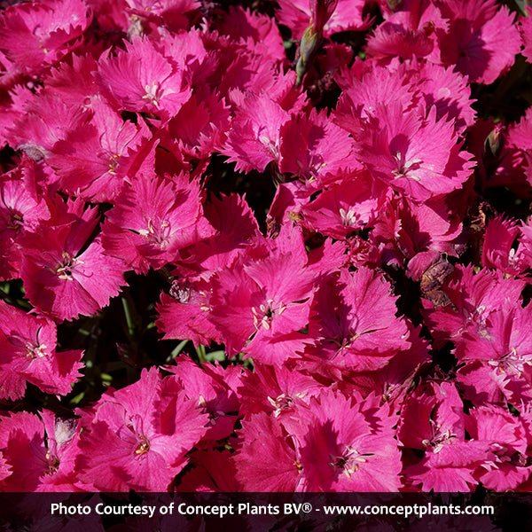 Vivid™ Bright Light Dianthus