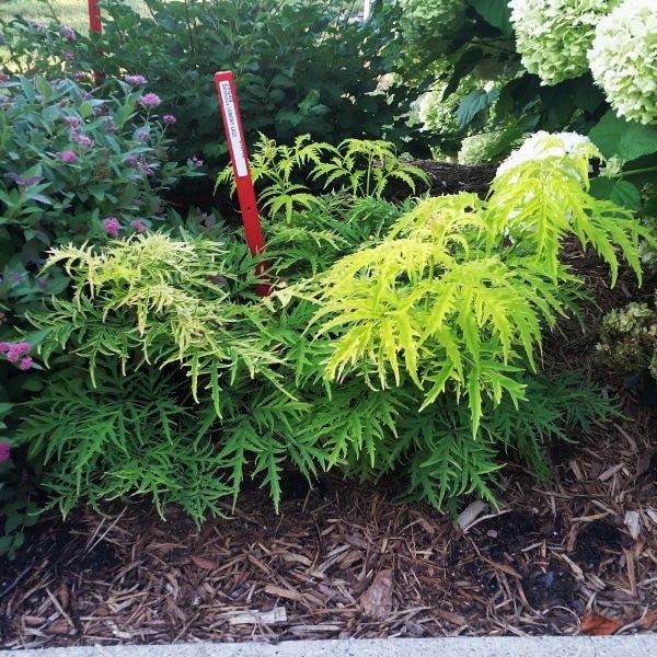 Lemony Lace® Elderberry