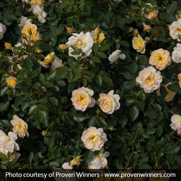 Oso Easy® Italian Ice® Rose