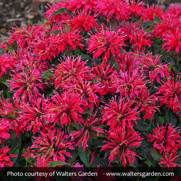 Sugar Buzz® Cherry Pops Bee Balm
