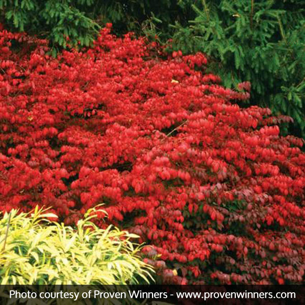 Fire Ball® Burning Bush