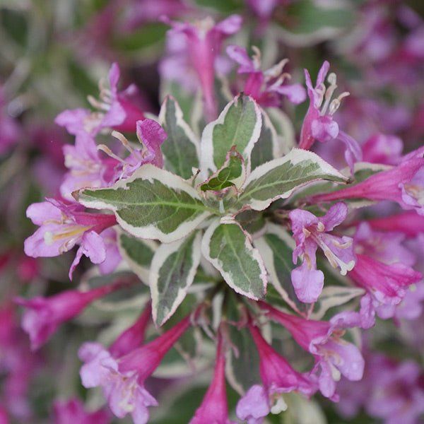 My Monet Purple Effect® Weigela