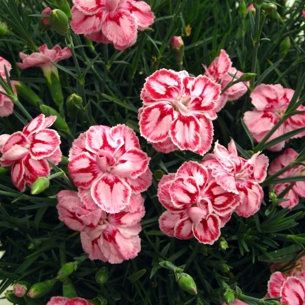Star™ Starburst Dianthus